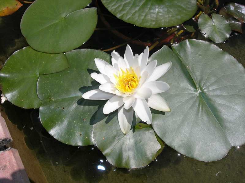 (20000)Nymphea alba